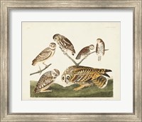 Pl 432 Burrowing Owl Fine Art Print