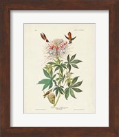 Pl 379 Ruff-necked Hummingbird Fine Art Print