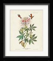 Pl 379 Ruff-necked Hummingbird Fine Art Print