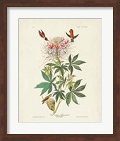 Pl 379 Ruff-necked Hummingbird Fine Art Print