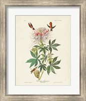 Pl 379 Ruff-necked Hummingbird Fine Art Print