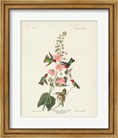 Pl 425 Columbian Hummingbird Fine Art Print