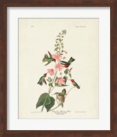 Pl 425 Columbian Hummingbird Fine Art Print