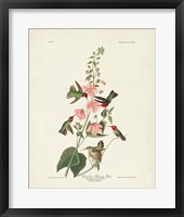 Pl 425 Columbian Hummingbird Fine Art Print