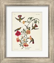 Pl 184 Mango Hummingbird Fine Art Print