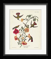 Pl 184 Mango Hummingbird Fine Art Print
