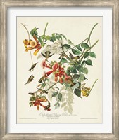 Pl 47 Ruby-throated Hummingbird Fine Art Print