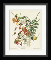 Pl 47 Ruby-throated Hummingbird Fine Art Print