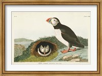 Pl 213 Puffin Fine Art Print