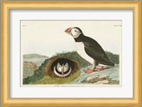 Pl 213 Puffin Fine Art Print