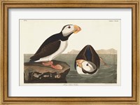 Pl 293 Large-billed Puffin Fine Art Print