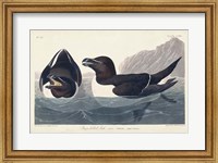 Pl 214 Razor-billed Auk Fine Art Print