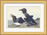 Pl 218 Foolish Guillemot Fine Art Print