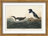 Pl 339 Little Auk Fine Art Print