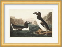 Pl 341 Great Auk Fine Art Print