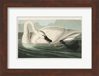 Pl 406 Trumpeter Swan Fine Art Print
