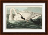 Pl 406 Trumpeter Swan Fine Art Print