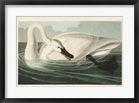 Pl 406 Trumpeter Swan Fine Art Print