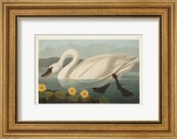 Pl 411 Common American Swan Fine Art Print