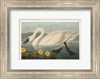 Pl 411 Common American Swan Fine Art Print