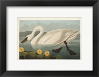 Pl 411 Common American Swan Fine Art Print