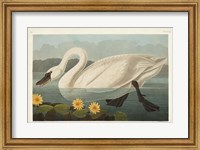 Pl 411 Common American Swan Fine Art Print