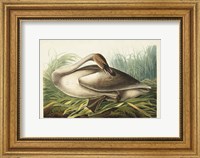 Pl 376 Trumpeter Swan Fine Art Print