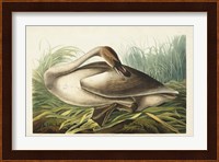 Pl 376 Trumpeter Swan Fine Art Print