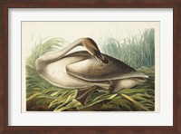 Pl 376 Trumpeter Swan Fine Art Print