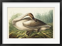 Pl 376 Trumpeter Swan Fine Art Print