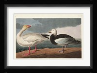 Pl 381 Snow Goose Fine Art Print