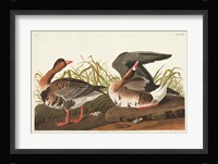 Pl 286 White-fronted Goose Fine Art Print