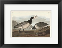 Pl 296 Barnacle Goose Fine Art Print