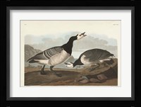 Pl 296 Barnacle Goose Fine Art Print