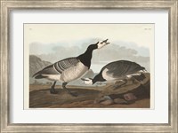Pl 296 Barnacle Goose Fine Art Print