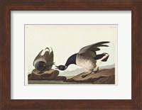 Pl 391 Brant Goose Fine Art Print