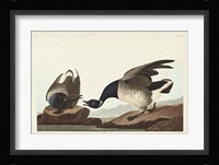 Pl 391 Brant Goose Fine Art Print