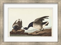 Pl 391 Brant Goose Fine Art Print