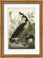 Pl 201 Canada Goose Fine Art Print
