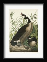 Pl 201 Canada Goose Fine Art Print