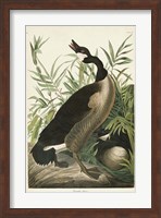 Pl 201 Canada Goose Fine Art Print