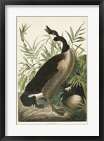 Pl 201 Canada Goose Framed Print