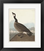 Pl 277 Hutchinss Barnacle Goose Fine Art Print