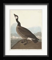 Pl 277 Hutchinss Barnacle Goose Fine Art Print