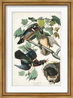 Pl 206 Wood Duck Fine Art Print