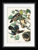 Pl 206 Wood Duck Fine Art Print