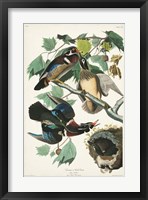 Pl 206 Wood Duck Fine Art Print