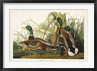 Pl 221 Mallard Duck Fine Art Print