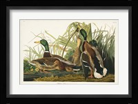 Pl 221 Mallard Duck Fine Art Print