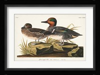 Pl 228 Green-winged Teal Fine Art Print